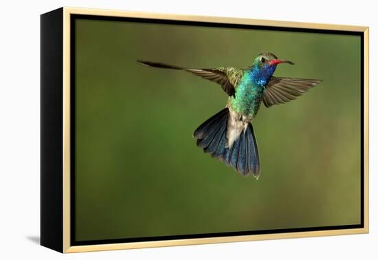 A Hummingbird with its Wings Spread Open-Karine Aigner-Framed Premier Image Canvas