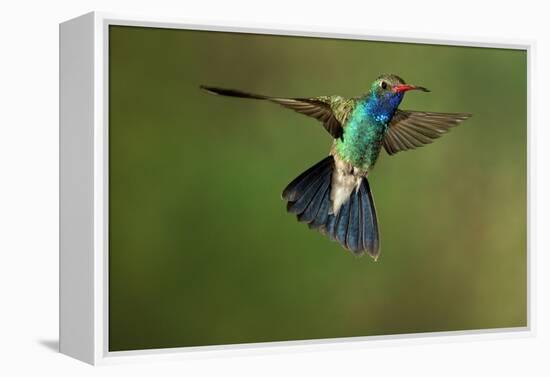 A Hummingbird with its Wings Spread Open-Karine Aigner-Framed Premier Image Canvas