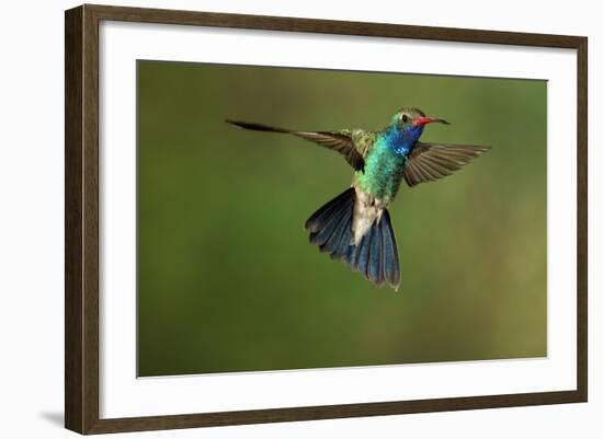 A Hummingbird with its Wings Spread Open-Karine Aigner-Framed Photographic Print