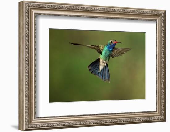 A Hummingbird with its Wings Spread Open-Karine Aigner-Framed Photographic Print