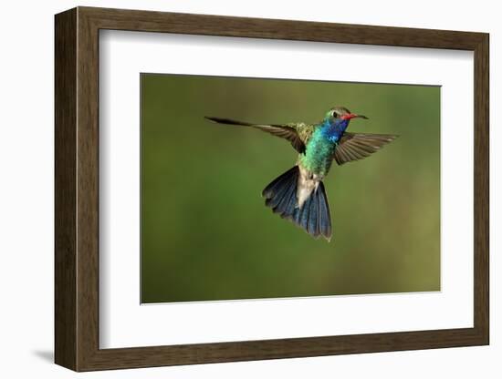 A Hummingbird with its Wings Spread Open-Karine Aigner-Framed Photographic Print