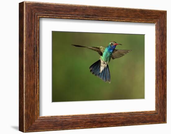 A Hummingbird with its Wings Spread Open-Karine Aigner-Framed Photographic Print