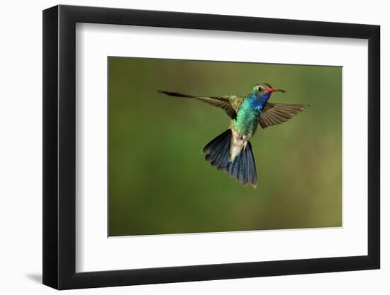 A Hummingbird with its Wings Spread Open-Karine Aigner-Framed Photographic Print