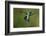 A Hummingbird with its Wings Spread Open-Karine Aigner-Framed Photographic Print