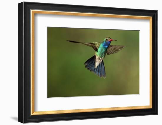 A Hummingbird with its Wings Spread Open-Karine Aigner-Framed Photographic Print