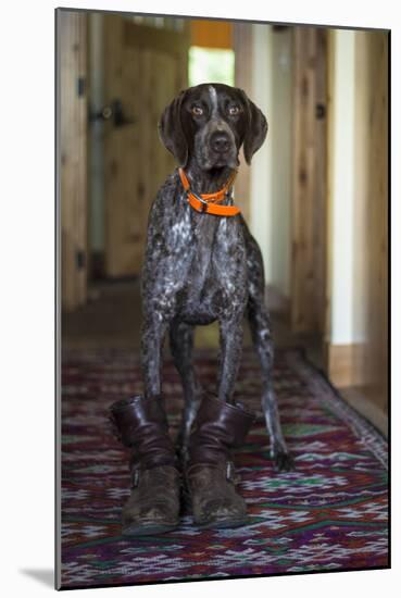 A Humorous Photo Of A German Shorthaired Pointer Wearing A Pair Of Mens Boots-Hannah Dewey-Mounted Photographic Print