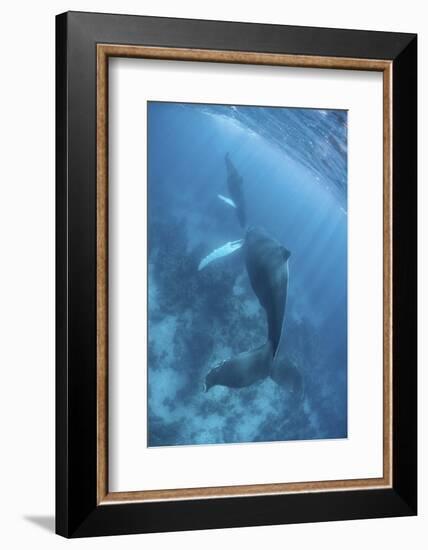 A Humpback Whale and Her Calf in the Caribbean Sea-Stocktrek Images-Framed Photographic Print