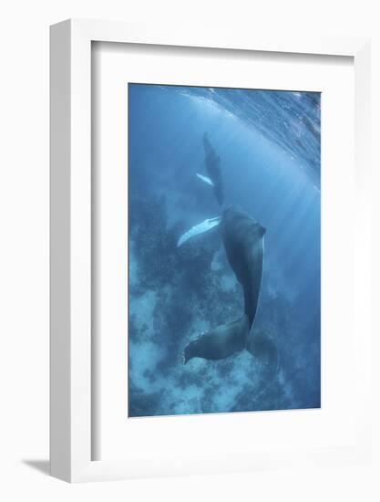 A Humpback Whale and Her Calf in the Caribbean Sea-Stocktrek Images-Framed Photographic Print
