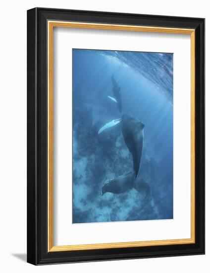 A Humpback Whale and Her Calf in the Caribbean Sea-Stocktrek Images-Framed Photographic Print