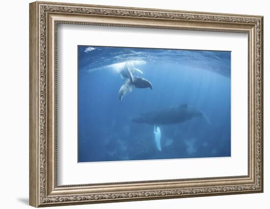 A Humpback Whale and Her Calf in the Caribbean Sea-Stocktrek Images-Framed Photographic Print