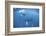 A Humpback Whale and Her Calf in the Caribbean Sea-Stocktrek Images-Framed Photographic Print