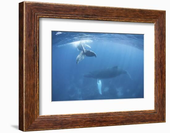 A Humpback Whale and Her Calf in the Caribbean Sea-Stocktrek Images-Framed Photographic Print