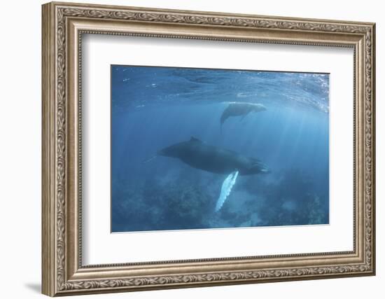 A Humpback Whale and Her Calf in the Caribbean Sea-Stocktrek Images-Framed Photographic Print