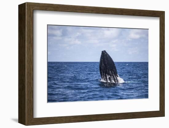 A Humpback Whale Begins to Breach Out of the Atlantic Ocean-Stocktrek Images-Framed Photographic Print