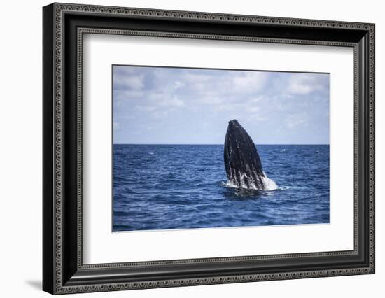 A Humpback Whale Begins to Breach Out of the Atlantic Ocean-Stocktrek Images-Framed Photographic Print