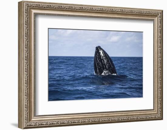 A Humpback Whale Begins to Breach Out of the Atlantic Ocean-Stocktrek Images-Framed Photographic Print