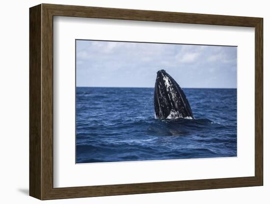 A Humpback Whale Begins to Breach Out of the Atlantic Ocean-Stocktrek Images-Framed Photographic Print