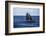 A Humpback Whale Begins to Breach Out of the Atlantic Ocean-Stocktrek Images-Framed Photographic Print