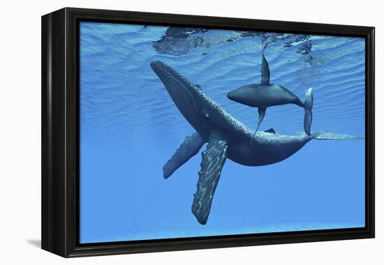 A Humpback Whale Calf Swims around its Mother in the Ocean-null-Framed Stretched Canvas