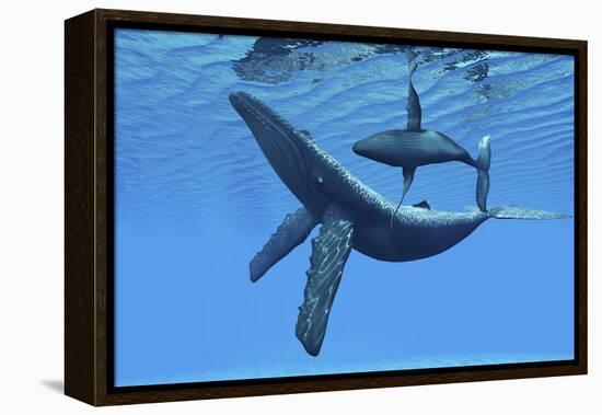 A Humpback Whale Calf Swims around its Mother in the Ocean-null-Framed Stretched Canvas