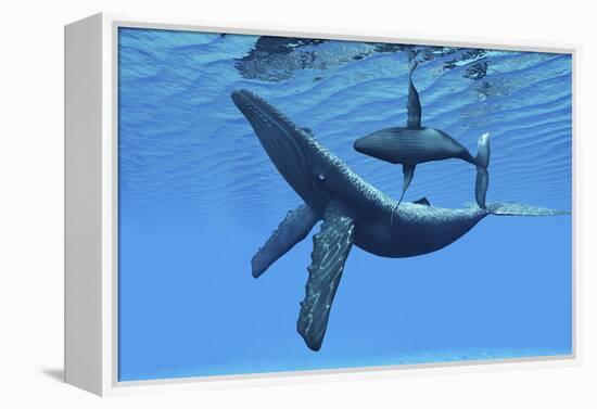 A Humpback Whale Calf Swims around its Mother in the Ocean-null-Framed Stretched Canvas