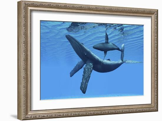 A Humpback Whale Calf Swims around its Mother in the Ocean-null-Framed Art Print