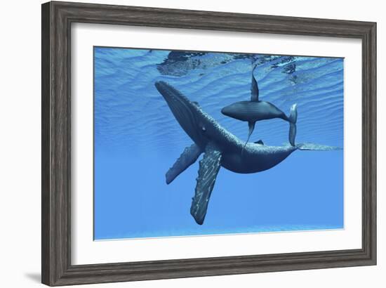 A Humpback Whale Calf Swims around its Mother in the Ocean-null-Framed Art Print