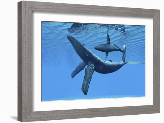 A Humpback Whale Calf Swims around its Mother in the Ocean-null-Framed Art Print