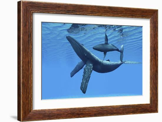 A Humpback Whale Calf Swims around its Mother in the Ocean-null-Framed Art Print