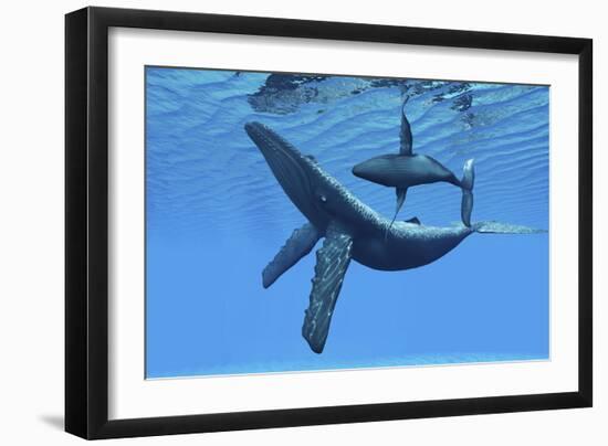 A Humpback Whale Calf Swims around its Mother in the Ocean--Framed Art Print
