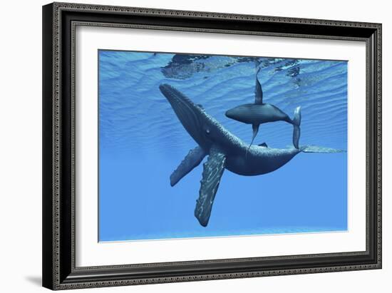 A Humpback Whale Calf Swims around its Mother in the Ocean-null-Framed Art Print