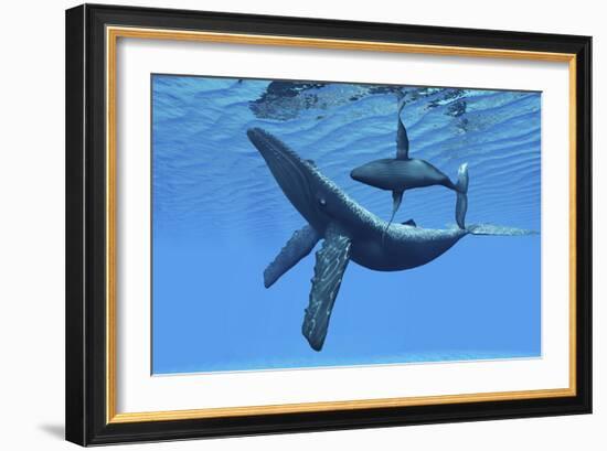 A Humpback Whale Calf Swims around its Mother in the Ocean-null-Framed Art Print
