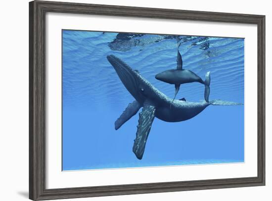 A Humpback Whale Calf Swims around its Mother in the Ocean-null-Framed Art Print