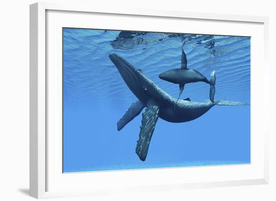 A Humpback Whale Calf Swims around its Mother in the Ocean-null-Framed Art Print