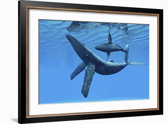 A Humpback Whale Calf Swims around its Mother in the Ocean-null-Framed Art Print