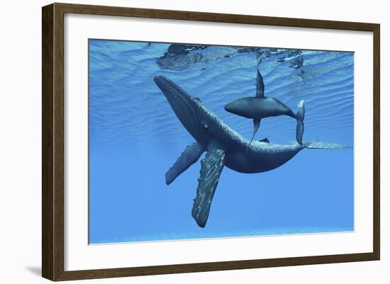 A Humpback Whale Calf Swims around its Mother in the Ocean-null-Framed Art Print