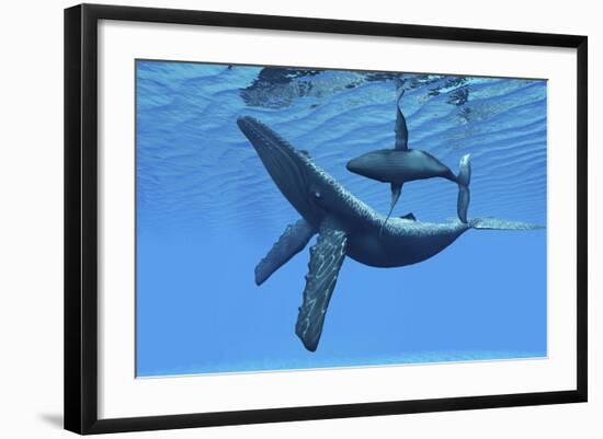 A Humpback Whale Calf Swims around its Mother in the Ocean-null-Framed Art Print