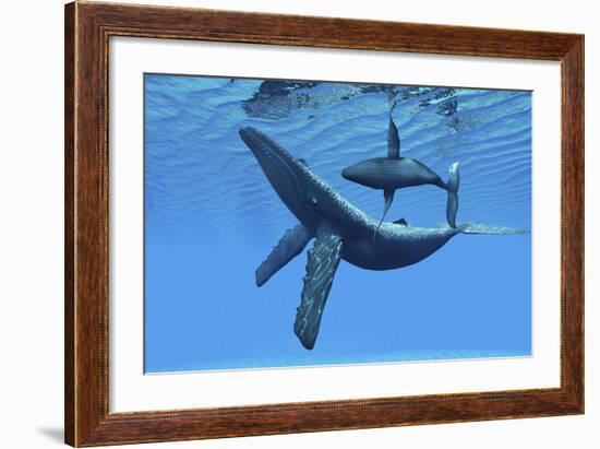 A Humpback Whale Calf Swims around its Mother in the Ocean--Framed Art Print