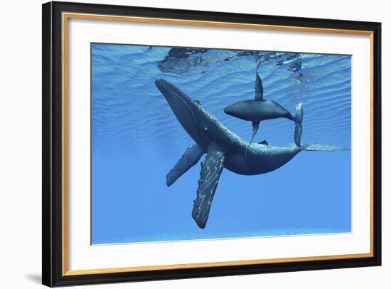 A Humpback Whale Calf Swims around its Mother in the Ocean-null-Framed Art Print