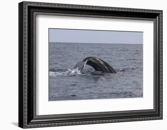 A Humpback Whale Dives in the Caribbean Sea-Stocktrek Images-Framed Photographic Print