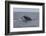 A Humpback Whale Dives in the Caribbean Sea-Stocktrek Images-Framed Photographic Print