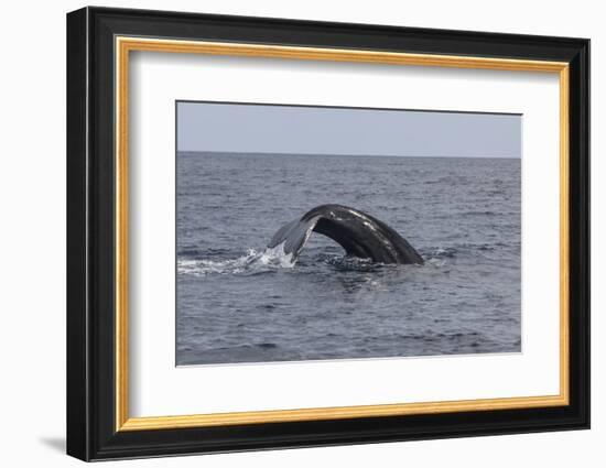 A Humpback Whale Dives in the Caribbean Sea-Stocktrek Images-Framed Photographic Print