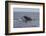 A Humpback Whale Dives in the Caribbean Sea-Stocktrek Images-Framed Photographic Print