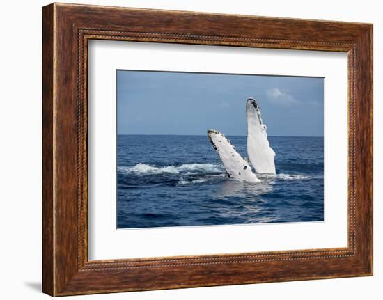 A humpback whale floats on the Silver Bank, Dominican Republic-James White-Framed Photographic Print