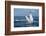 A humpback whale floats on the Silver Bank, Dominican Republic-James White-Framed Photographic Print