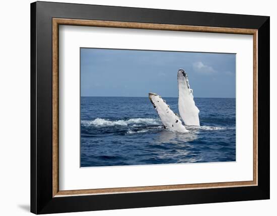 A humpback whale floats on the Silver Bank, Dominican Republic-James White-Framed Photographic Print