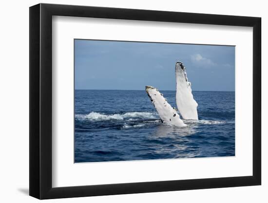 A humpback whale floats on the Silver Bank, Dominican Republic-James White-Framed Photographic Print