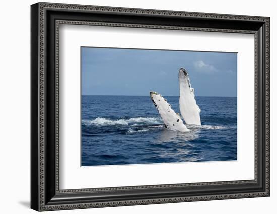 A humpback whale floats on the Silver Bank, Dominican Republic-James White-Framed Photographic Print