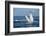 A humpback whale floats on the Silver Bank, Dominican Republic-James White-Framed Photographic Print