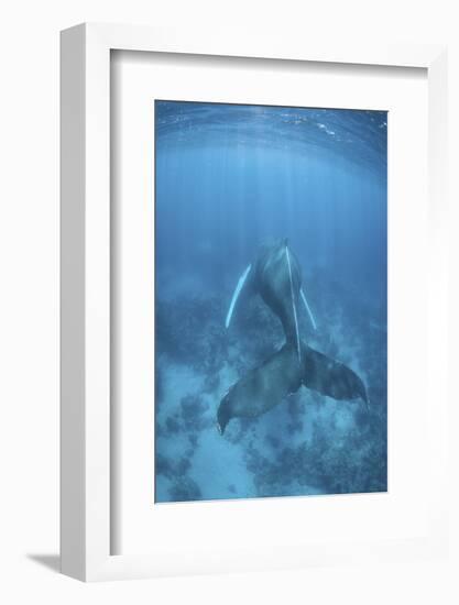 A Humpback Whale in the Caribbean Sea-Stocktrek Images-Framed Photographic Print